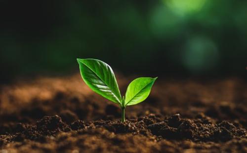 Growing plant